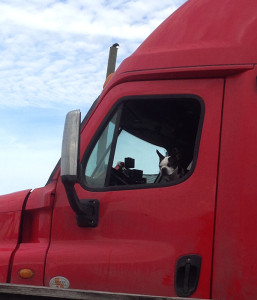 Carrier dog Access World Logistics AWL